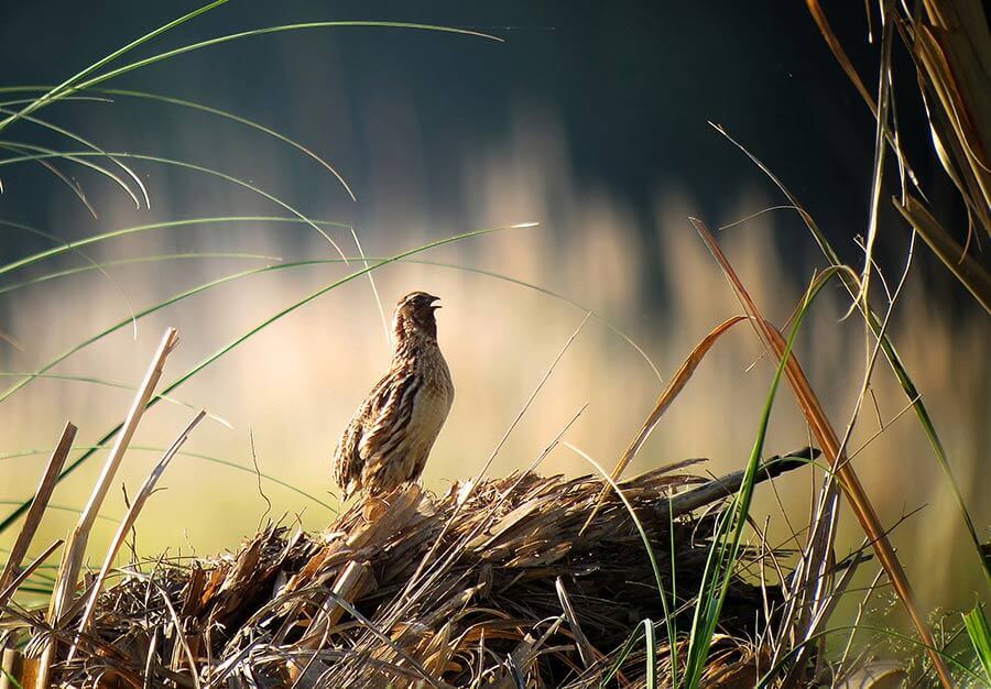 Habitat para las Aves en Granada